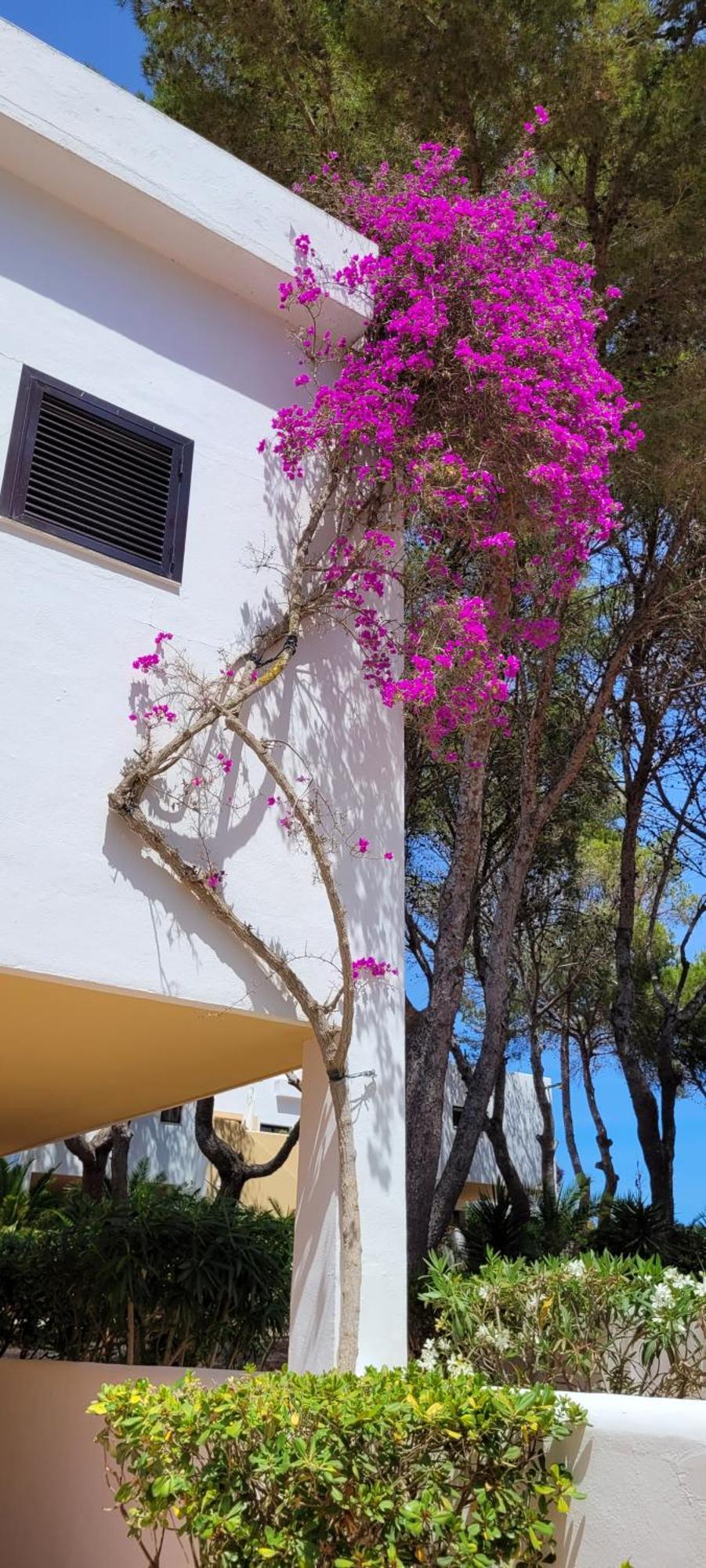Hotel Club Cala Azul Cala Llena Exterior foto